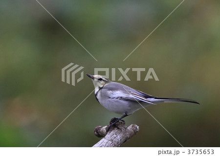 ハクセキレイ ハクセキレイ 3735653