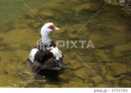 泳ぐフランス鴨 3735783