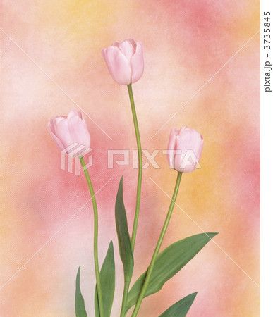 チューリップ 3735845