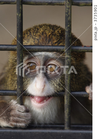 ブラッザグエノンの子供 ブラッザグエノンの子供 3735901