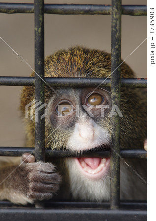 ブラッザグエノンの子供 ブラッザグエノンの子供 3735903