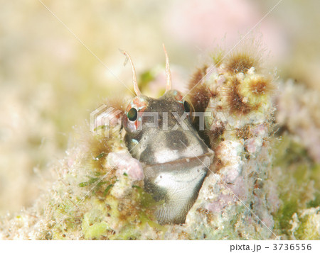 ホホグロギンポの顔 ホホグロギンポの顔 3736556