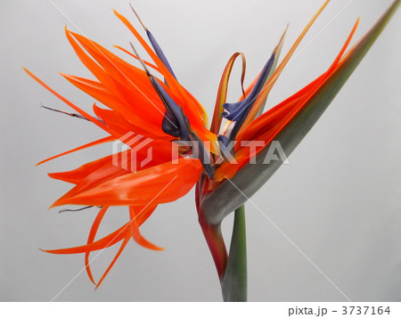 ストレリチア 極楽鳥花 花の写真素材 [3737164] - PIXTA