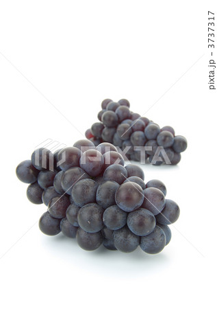 スチューベングレープ 3737317