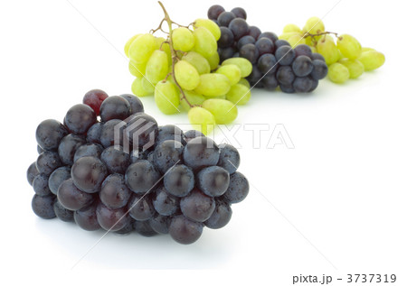 スチューベングレープとプリスティングレープ 3737319