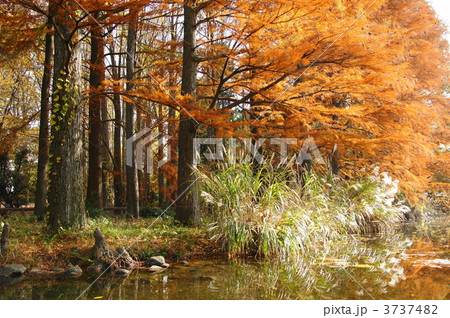11月　ラクウショウ・スギ科12紅葉・神代植物公園 3737482