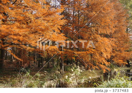 11月　ラクウショウ・スギ科13紅葉・神代植物公園 3737483