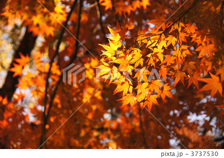 12月 イロハモミジ・カエデ科169紅葉 12月 イロハモミジ・カエデ科169紅葉 3737530