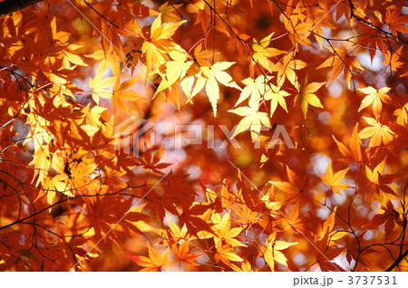 12月 イロハモミジ・カエデ科170紅葉 12月 イロハモミジ・カエデ科170紅葉 3737531
