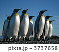 パタゴニア：王様ペンギンの家族 3737658