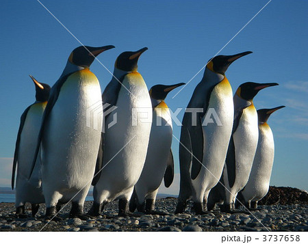 パタゴニア：王様ペンギンの家族 3737658