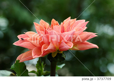 ダリア 3737709