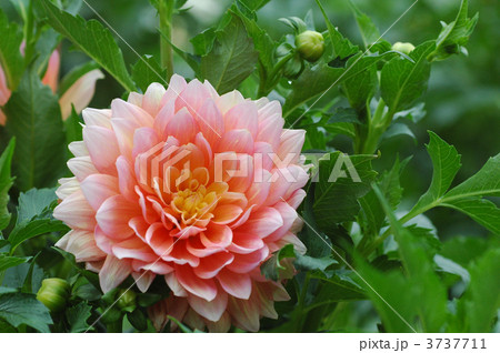ダリア 3737711