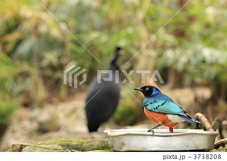 ツキノワテリムク 3738208