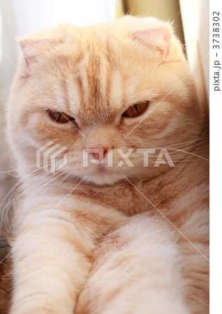 見つめる猫 3738302