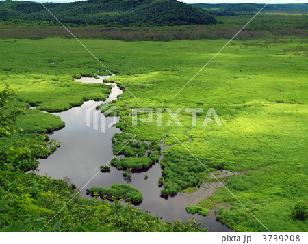 コッタロ湿原 3739208