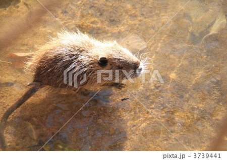 ヌートリア 3739441