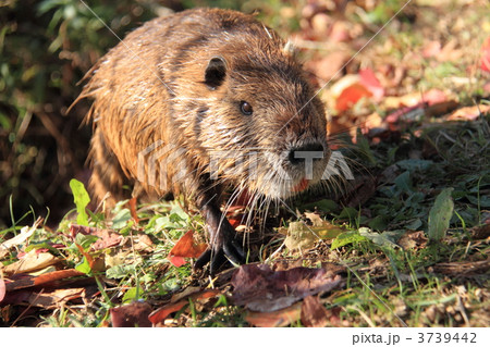 ヌートリア 3739442