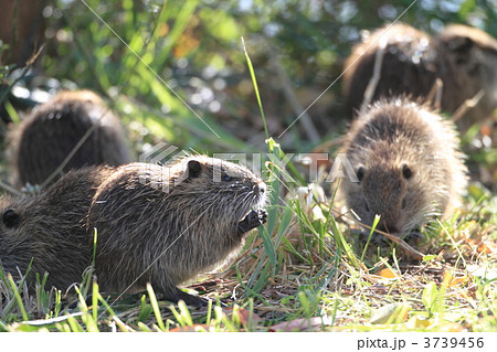 ヌートリア 3739456