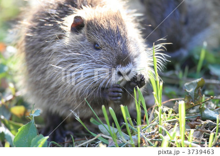 ヌートリア 3739463