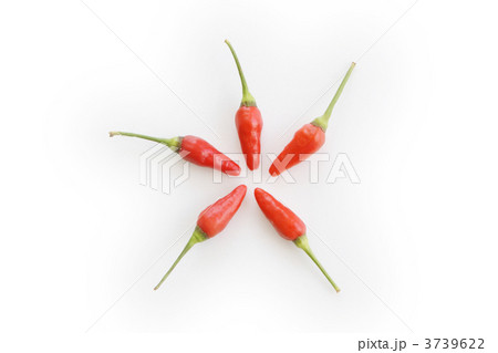 島とうがらし 島とうがらし 3739622