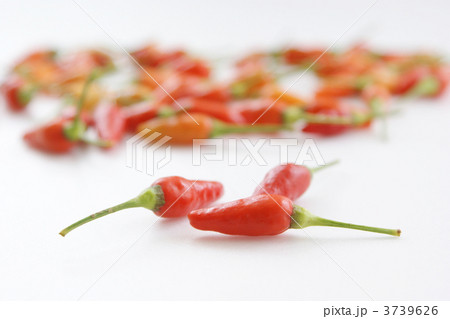 島とうがらし 島とうがらし 3739626