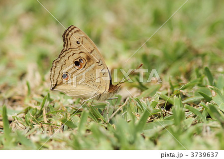 タテハモドキ タテハモドキ 3739637