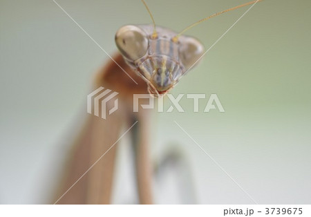 カマキリ 3739675