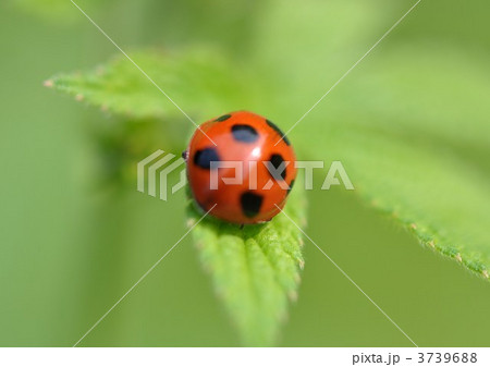 ナナホシテントウムシ 3739688