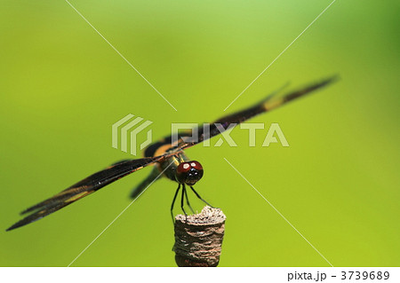オキナワチョウトンボ 3739689