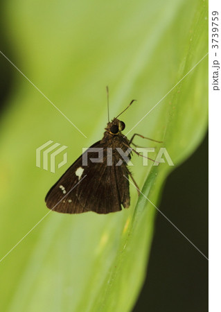 クロセセリ クロセセリ 3739759