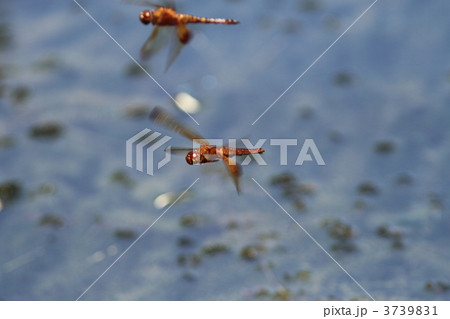 オオキイロトンボ 3739831