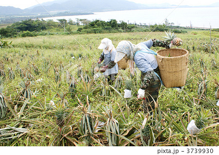 パイナップル収穫作業風景の写真素材