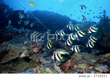 ツノダシの群れ 3739931