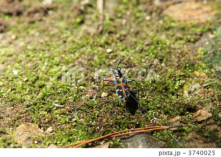 オキナワハンミョウ オキナワハンミョウ 3740025