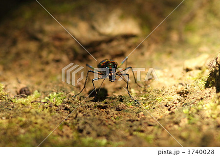 オキナワハンミョウ 3740028