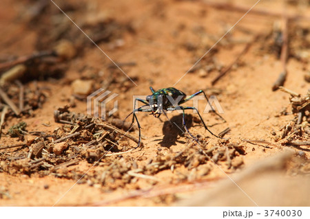 オキナワハンミョウ オキナワハンミョウ 3740030