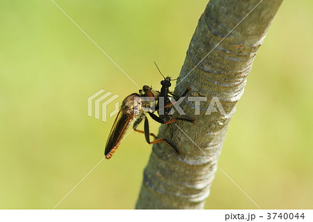 ニワハンミョウを捕食するアオメアブ 3740044