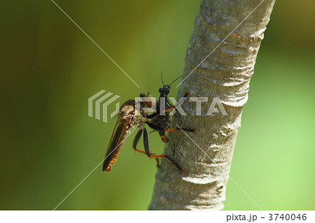 ニワハンミョウを捕食するアオメアブ ニワハンミョウを捕食するアオメアブ 3740046