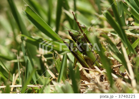 イナゴの交尾 イナゴの交尾 3740225