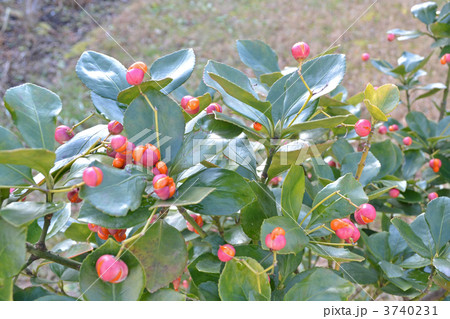 マサキ マサキ 3740231