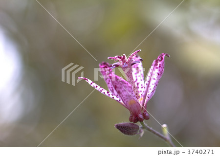 ホトトギス ホトトギス 3740271