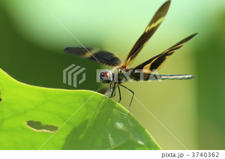オキナワチョウトンボ♂ オキナワチョウトンボ♂ 3740362