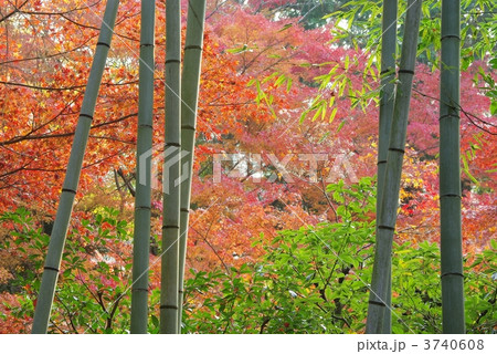 秋色の竹林 3740608