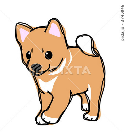 犬 柴犬 イラストのイラスト素材 [3740946] - PIXTA