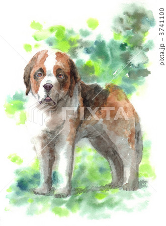 セントバーナード 犬 水彩のイラスト素材