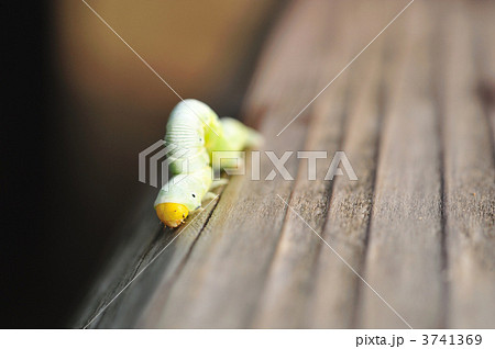 尺取虫 尺取虫 3741369