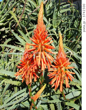 アロエの花 3741500
