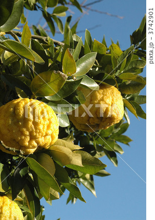 獅子柚子の実りと青空 3742901