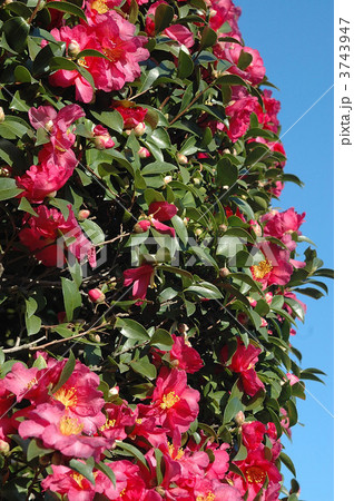 山茶花と青空 山茶花と青空 3743947